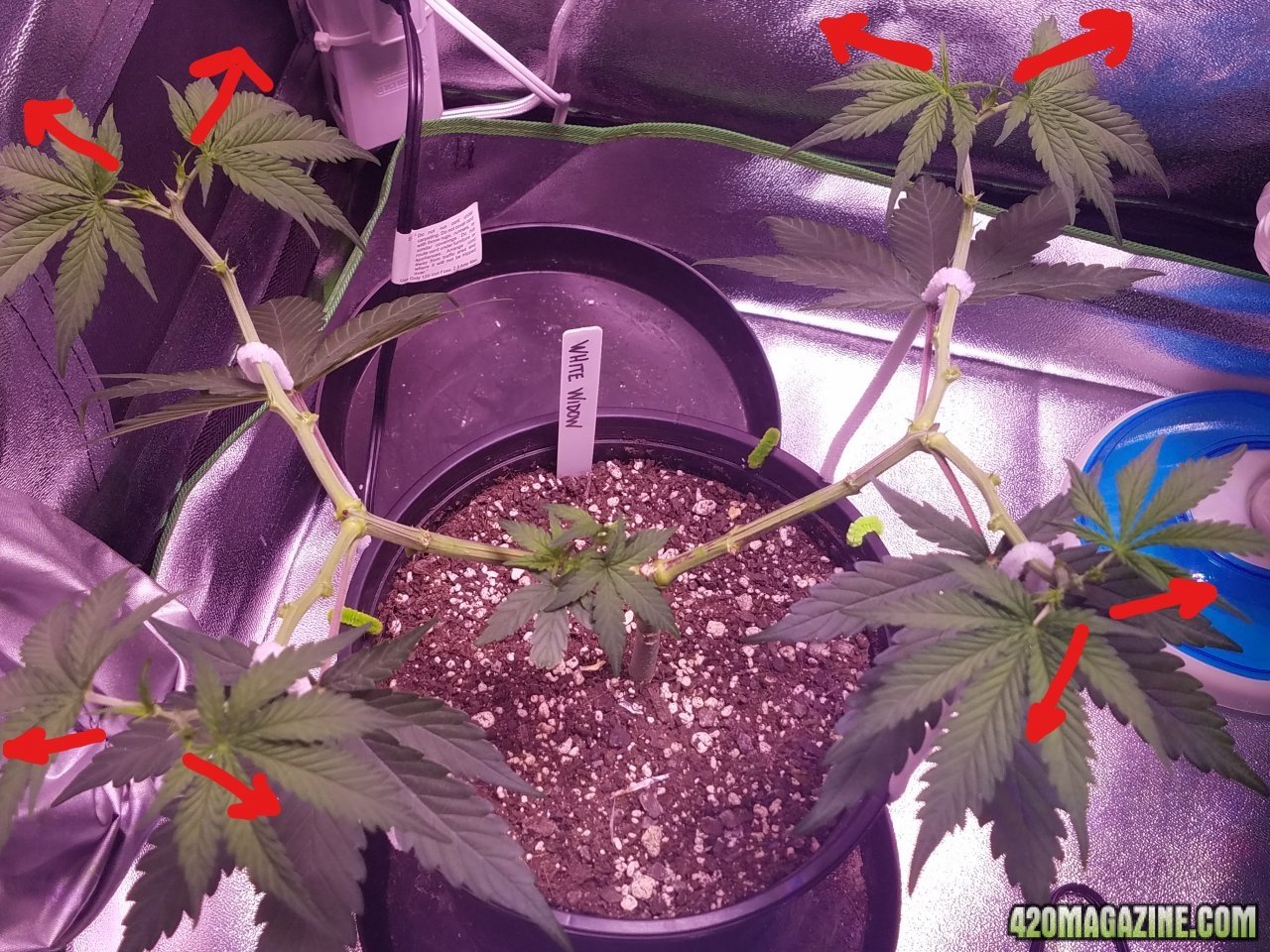 051118 White Widow Veg Day 41 12_LI.jpg