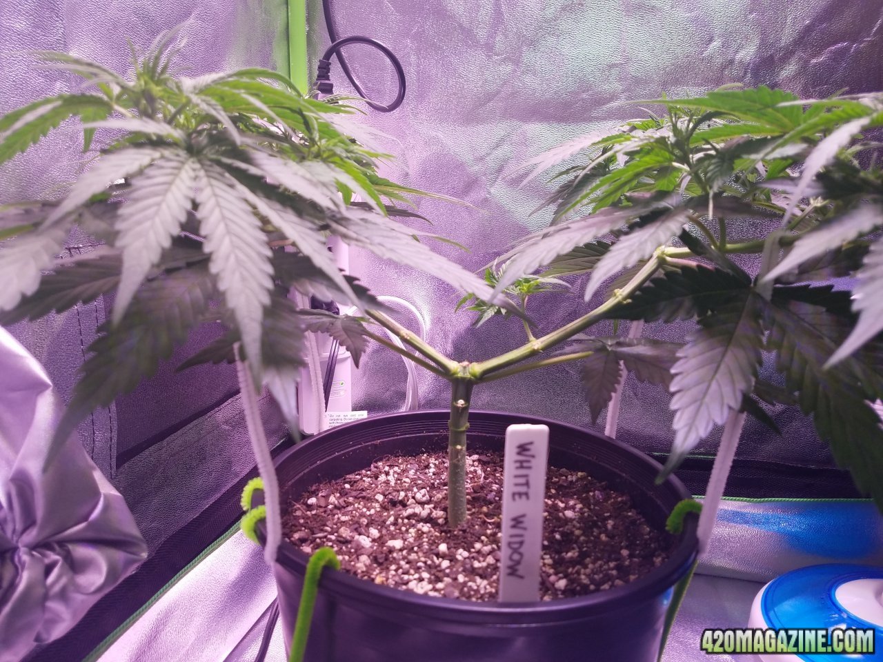 051118 White Widow Veg Day 41 2.jpg