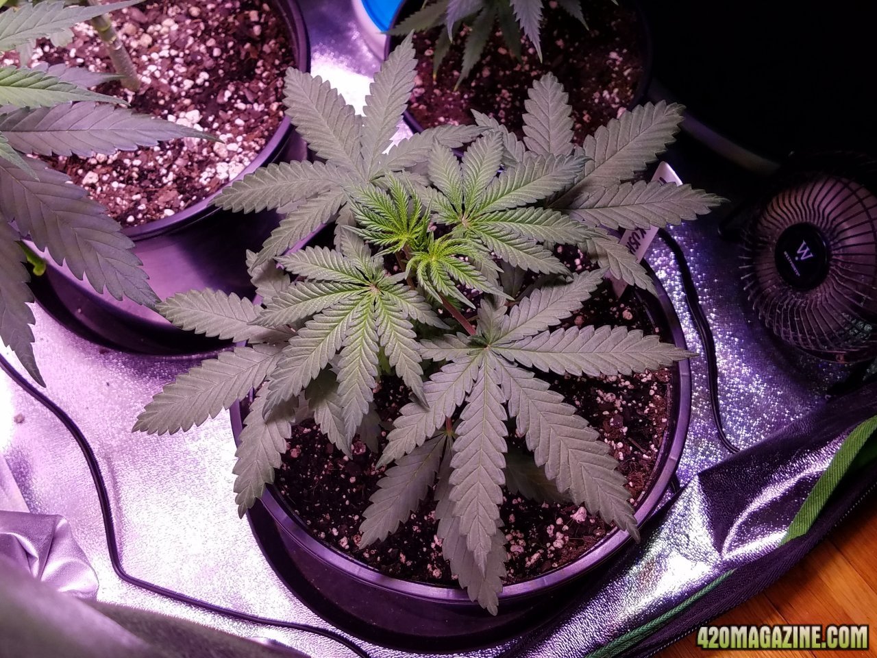 051218 Hindu Kush Veg Day 19 2.jpg