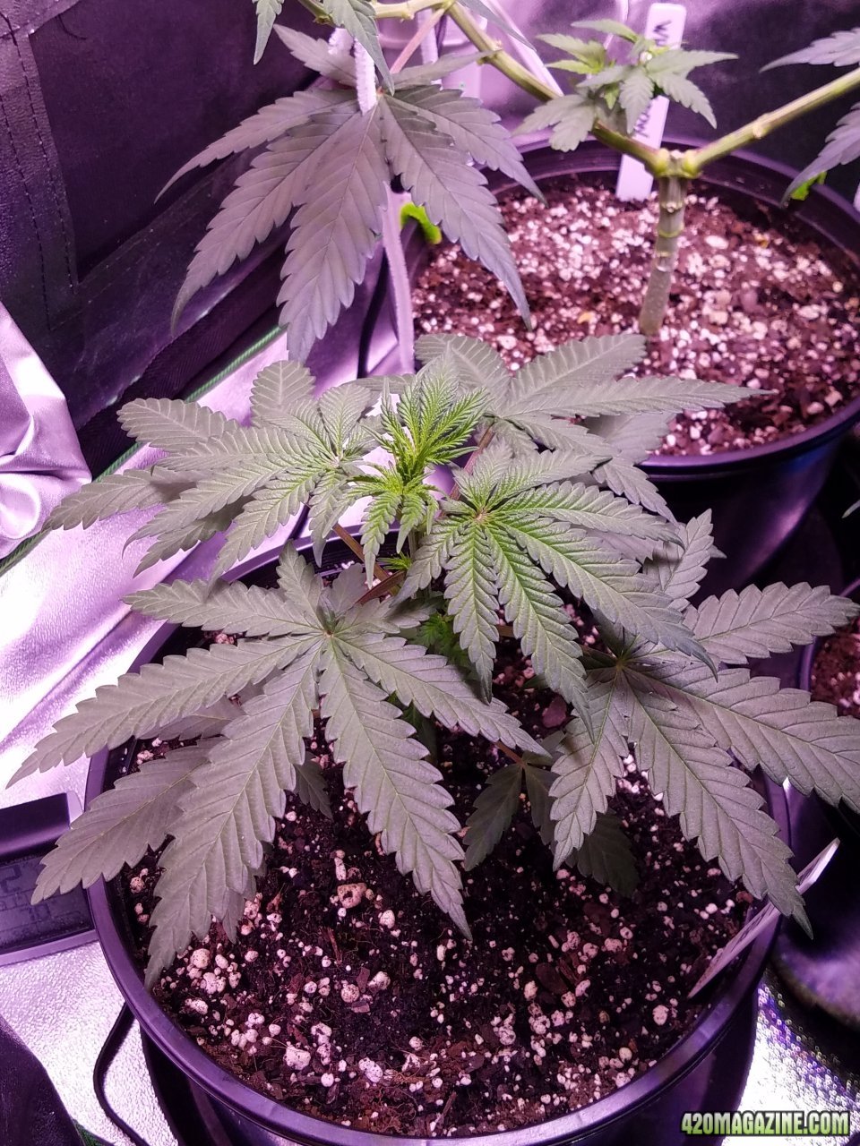 051218 Hindu Kush Veg Day 19 4.jpg