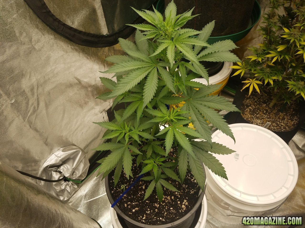 051418 Blue Dream 1.2 Flip Day 4 1.jpg