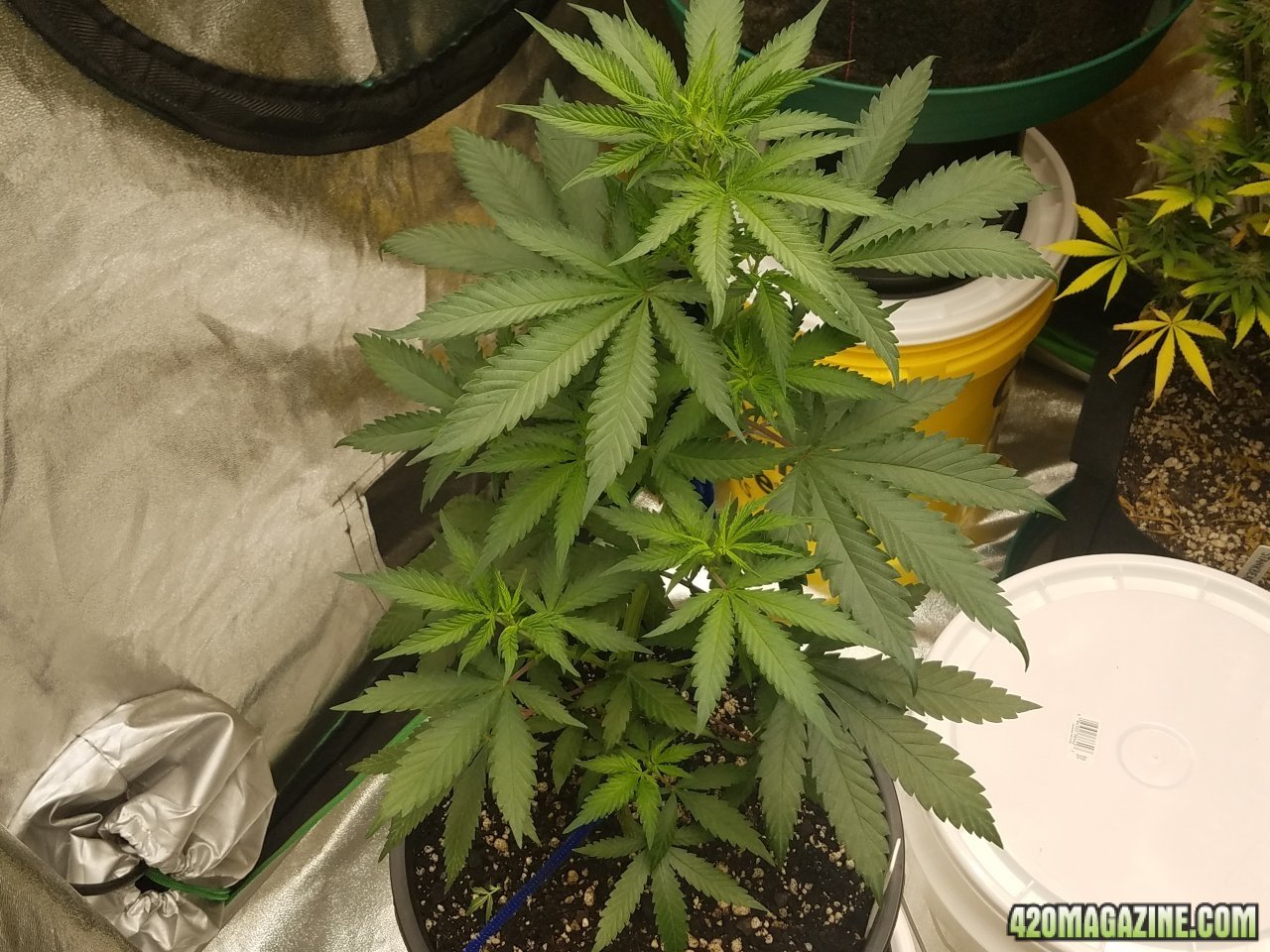 051418 Blue Dream 1.2 Flip Day 4 2.jpg