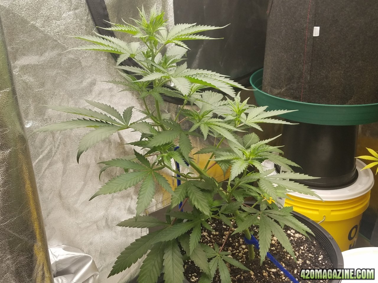 051418 Blue Dream 1.2 Flip Day 4 4.jpg