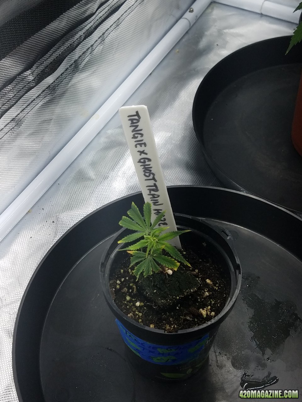 051518 Tangie x Ghost Train Haze Day 5 1.jpg