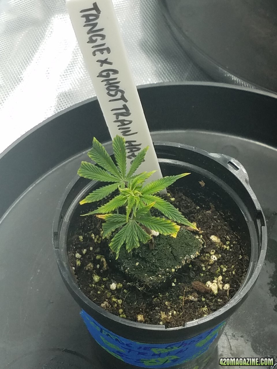 051518 Tangie x Ghost Train Haze Day 5 2.jpg