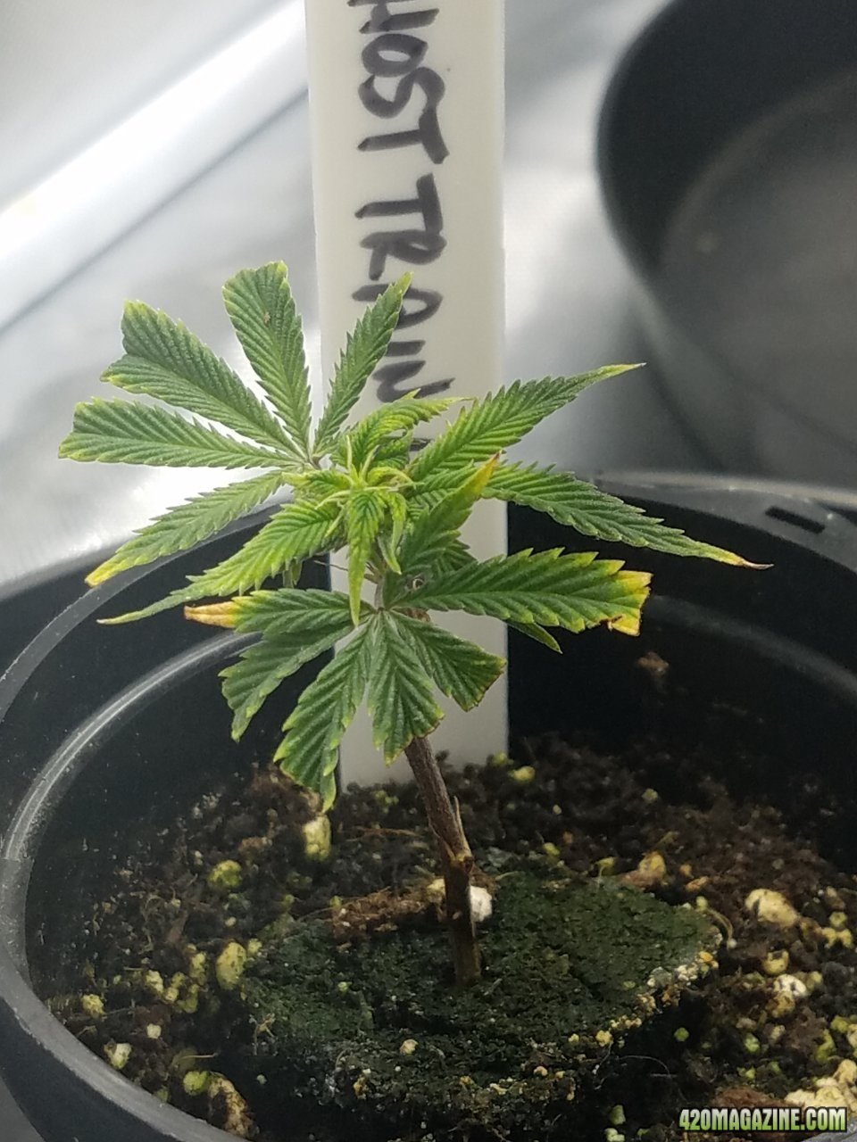 051518 Tangie x Ghost Train Haze Day 5 3.jpg