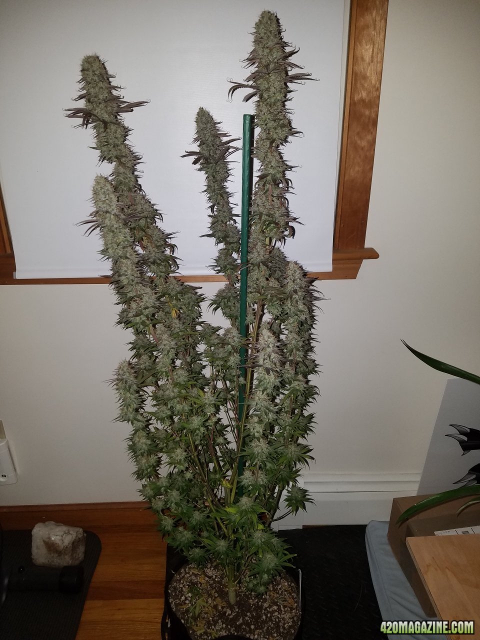 051718 Stankberry Harvest Day 1.jpg