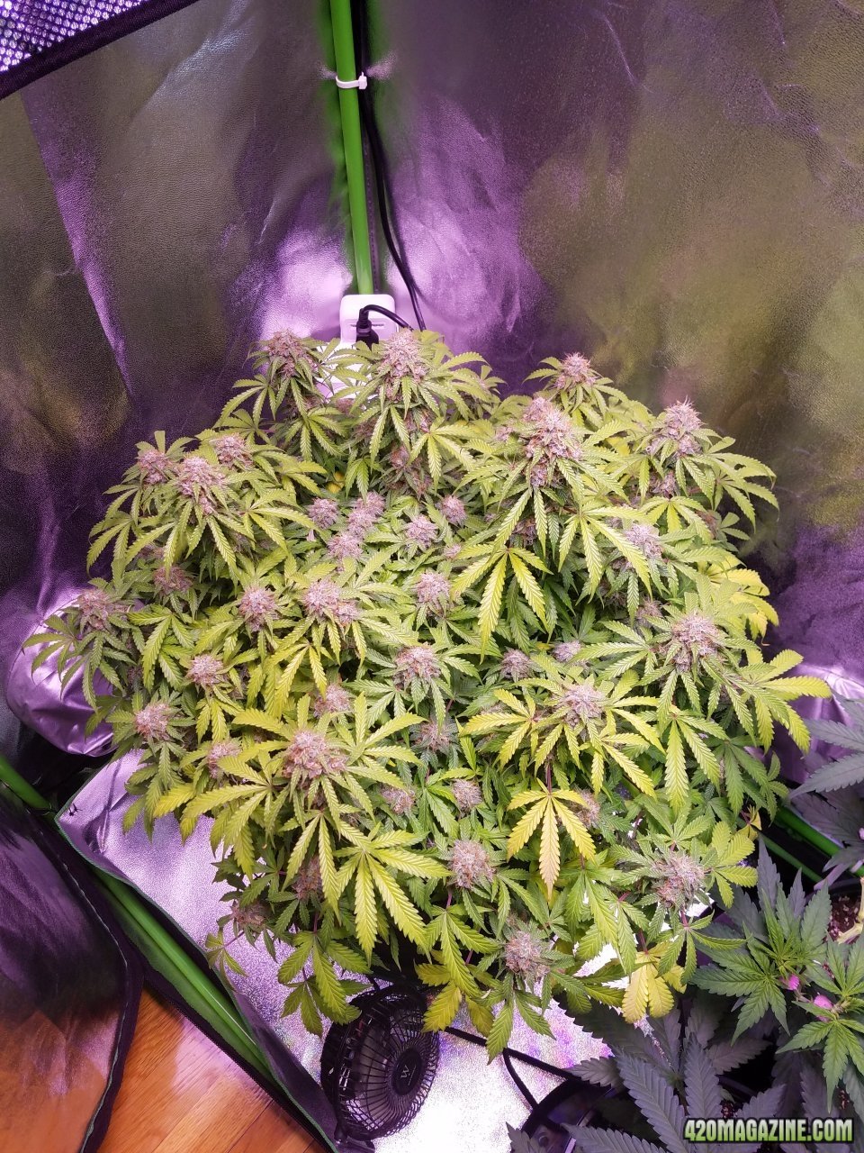 051818 Jack Herer Auto Day 92 Day 43 With Hairs 1.jpg