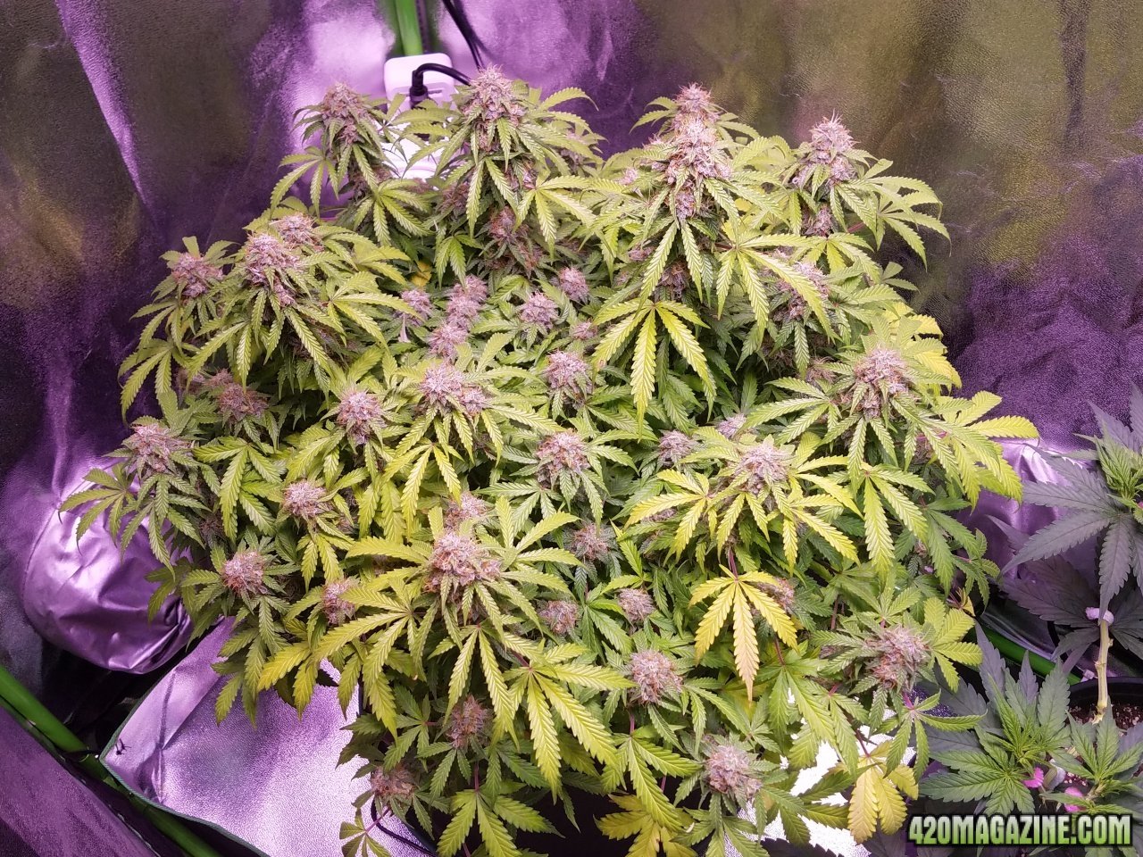 051818 Jack Herer Auto Day 92 Day 43 With Hairs 2.jpg