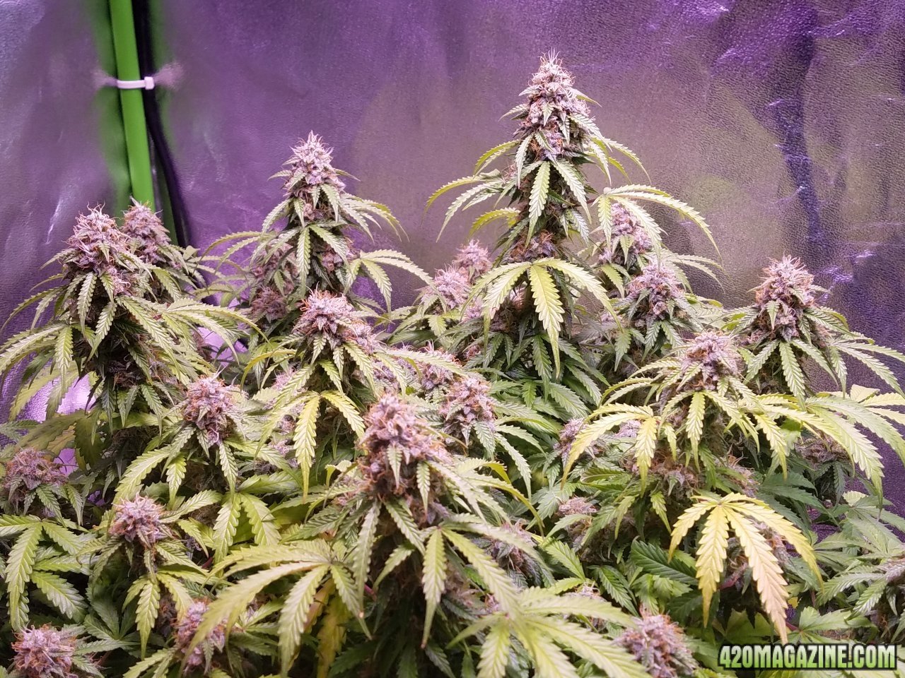 051818 Jack Herer Auto Day 92 Day 43 With Hairs 4.jpg