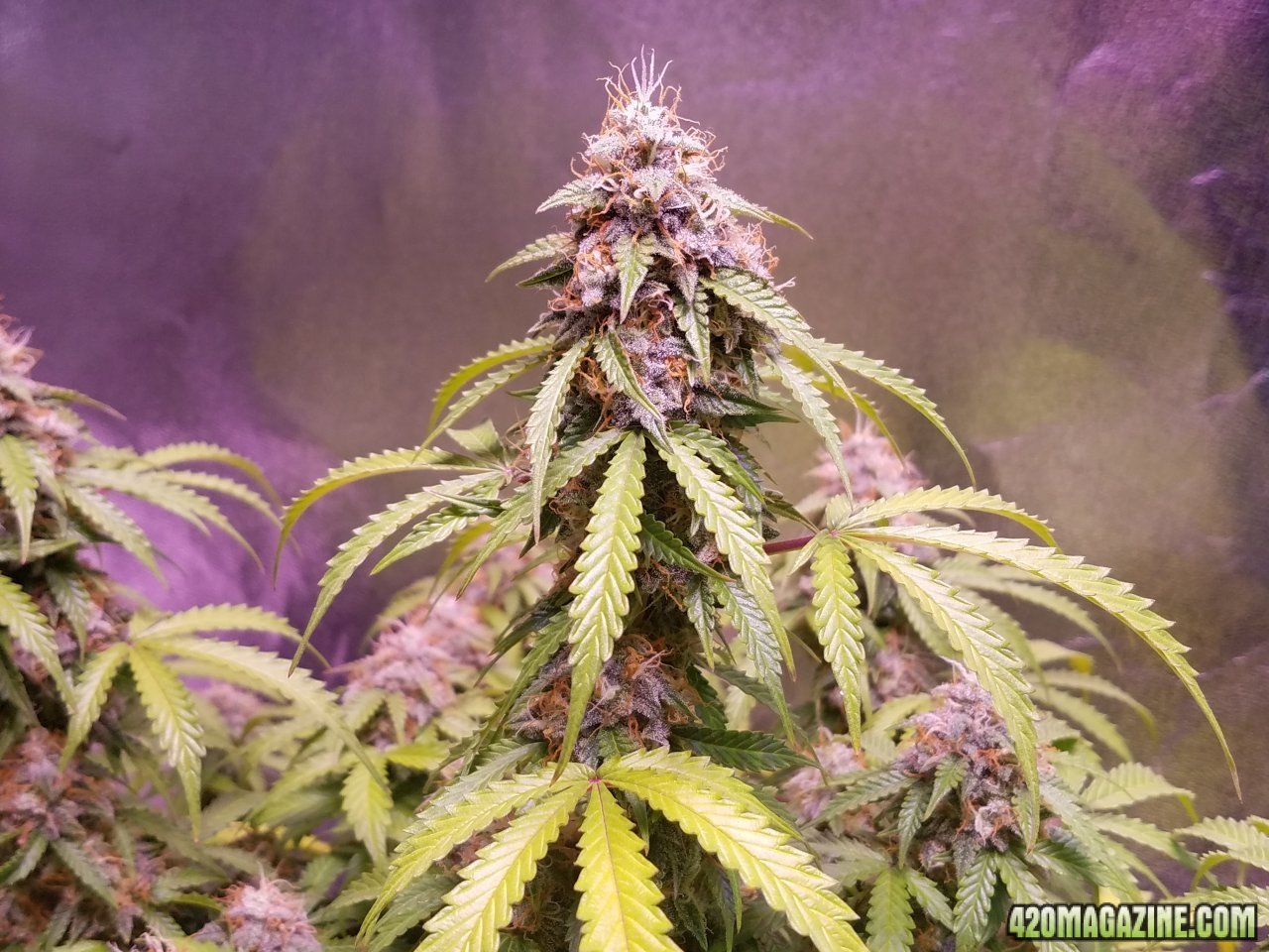 051818 Jack Herer Auto Day 92 Day 43 With Hairs 6.jpg