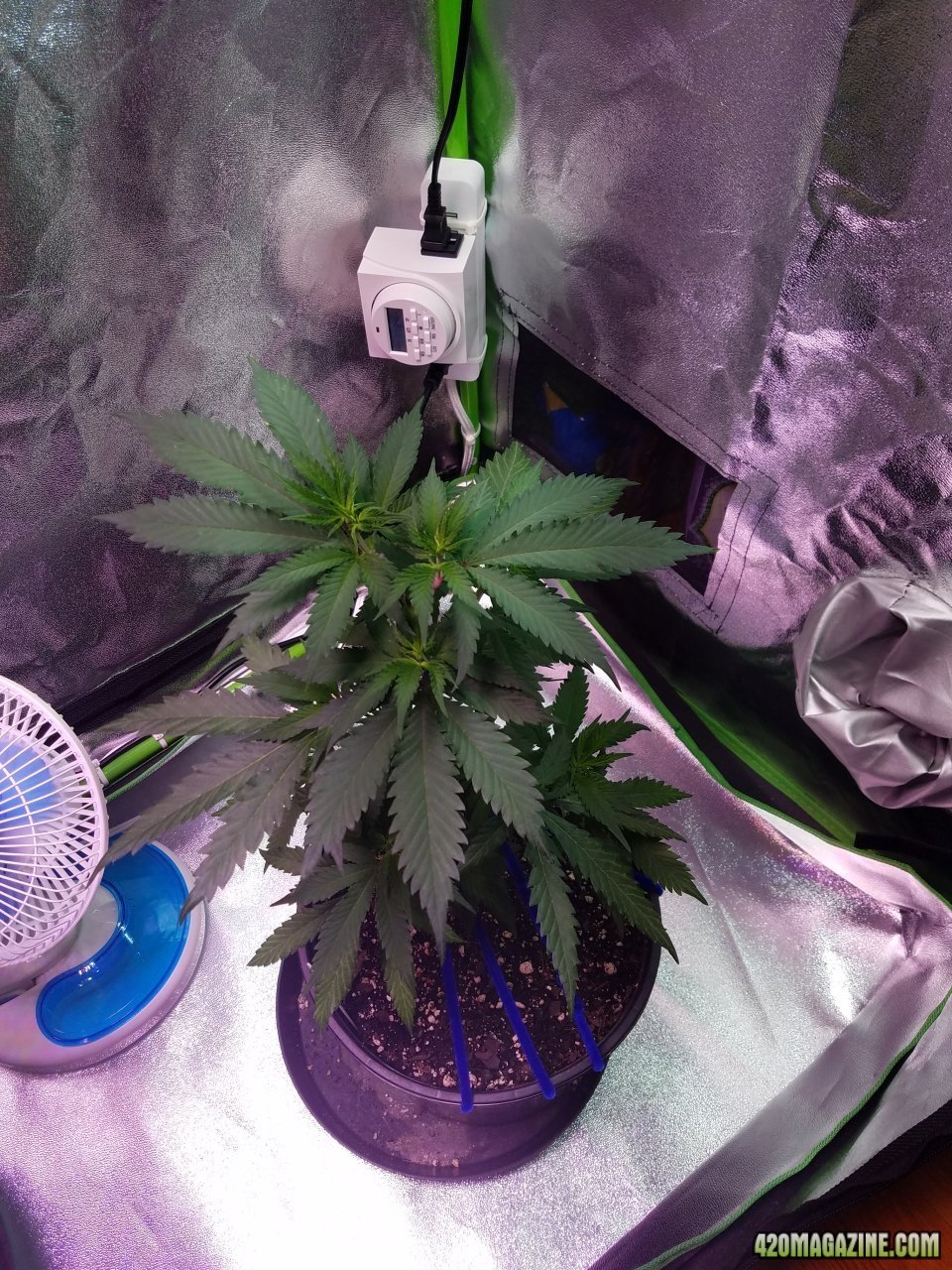 052018 Blue Dream Clone 1.1 Day 40 Day 32 With Roots 1.jpg