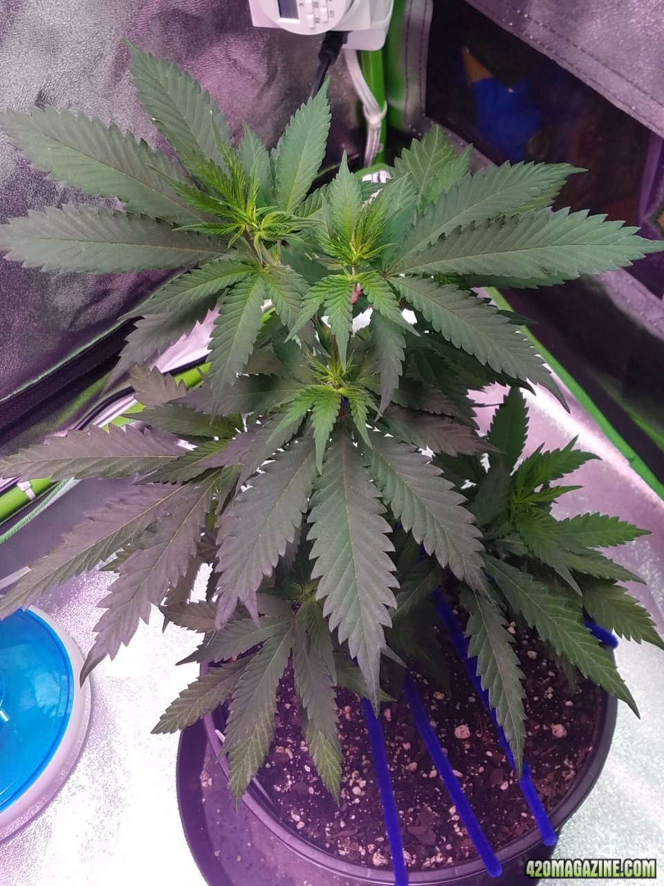 052018 Blue Dream Clone 1.1 Day 40 Day 32 With Roots 2.jpg