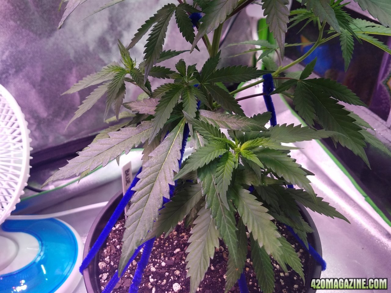 052018 Blue Dream Clone 1.1 Day 40 Day 32 With Roots 3.jpg