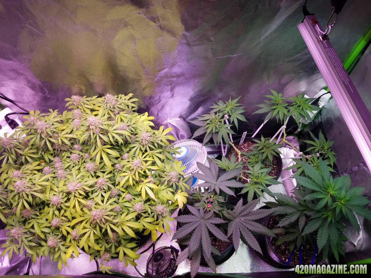 052018 Veg Tent 1.jpg