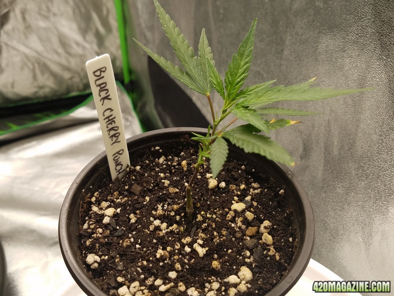 052118 Black Cherry Punch Clone Day 11 1.jpg