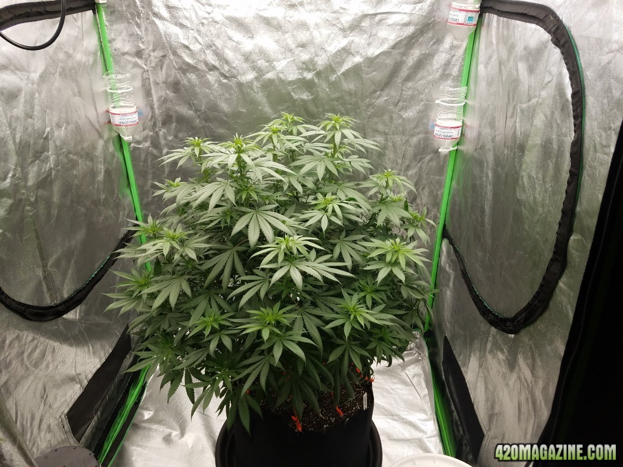 052118 Northern Lights Flip Day 3 1.jpg