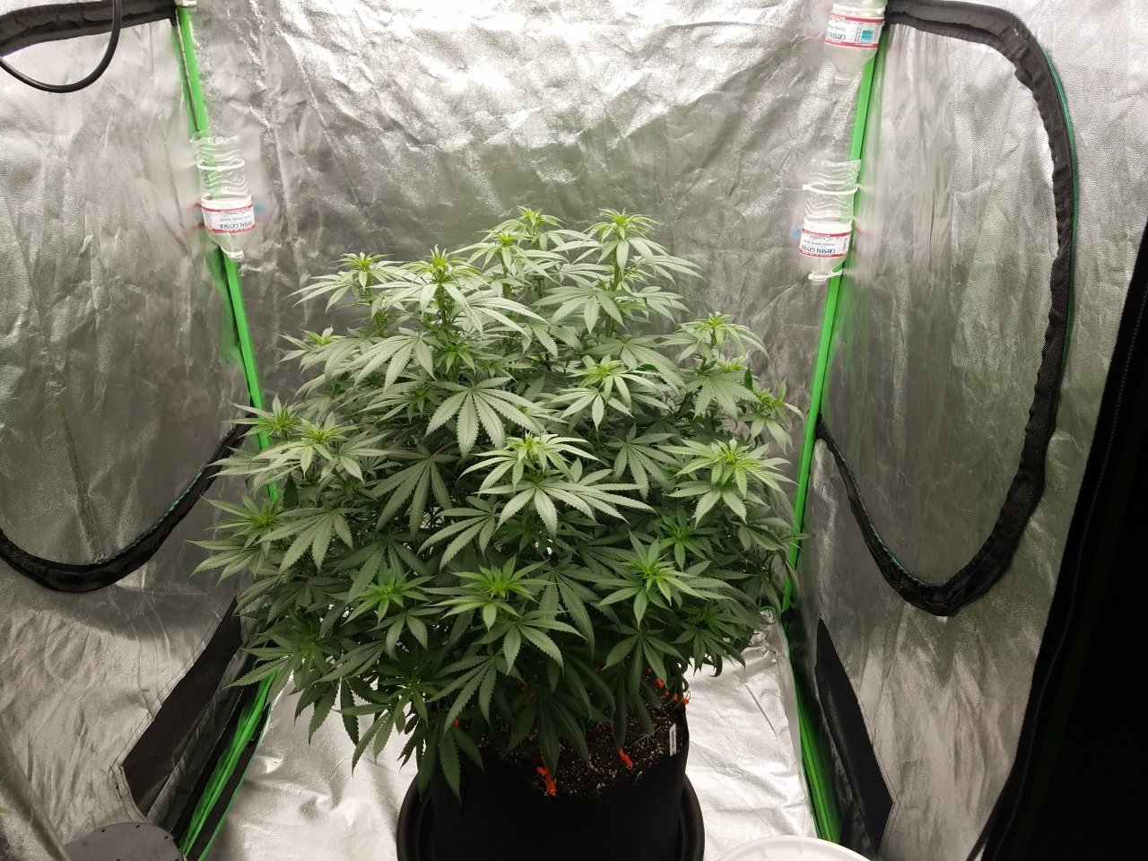 052118 Northern Lights Flip Day 3 1.jpg