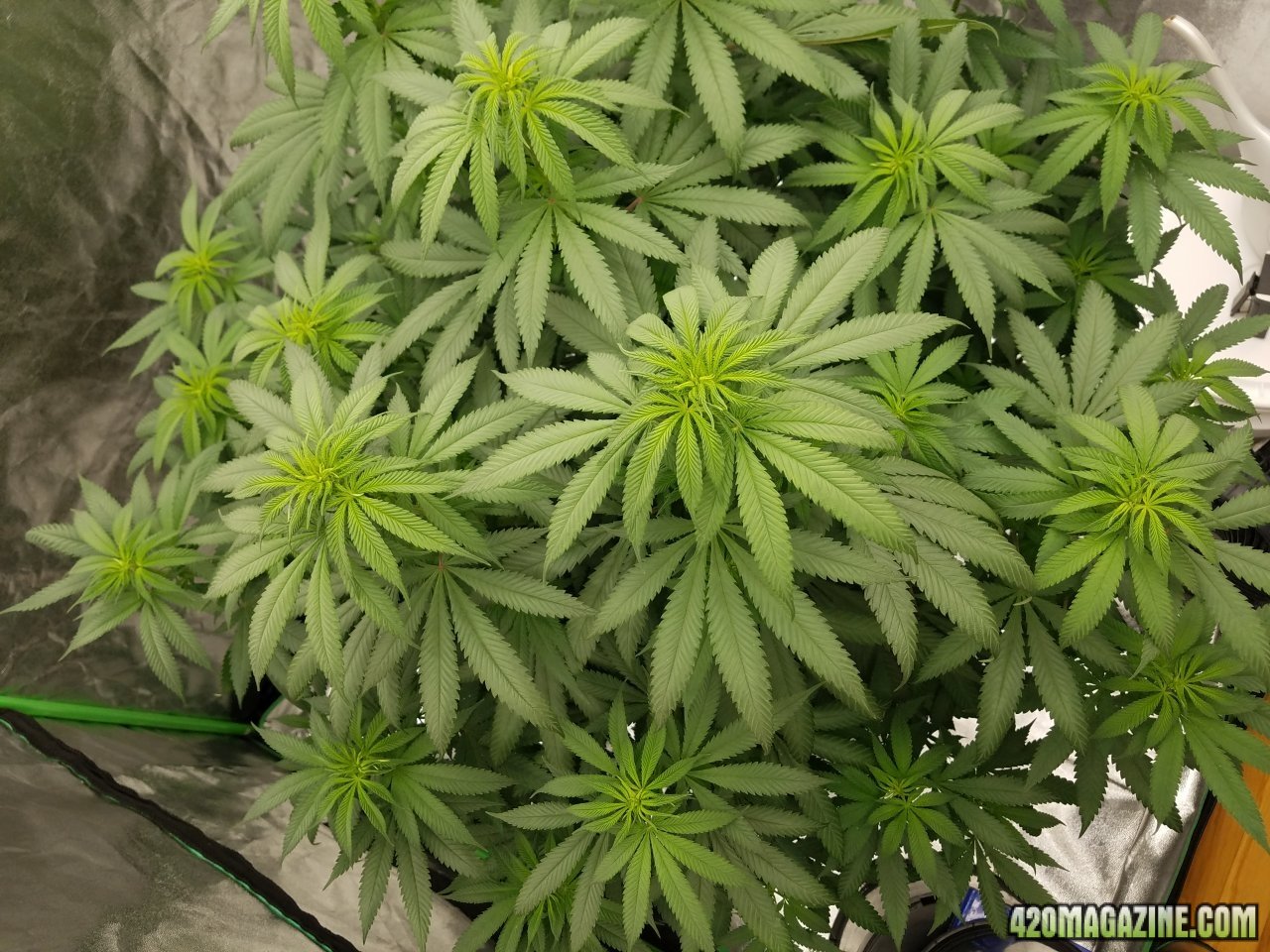 052118 Northern Lights Flip Day 3 10.jpg