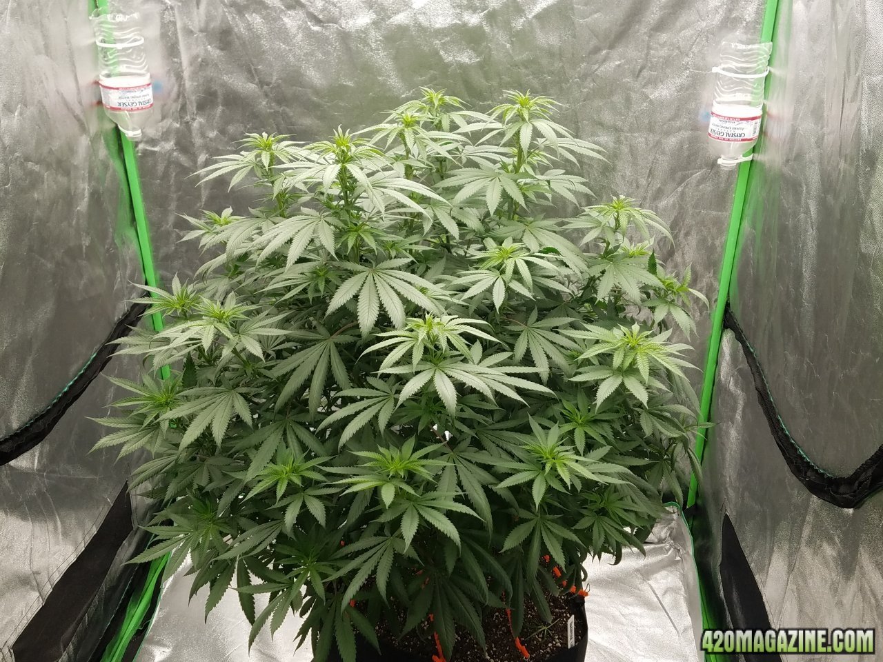 052118 Northern Lights Flip Day 3 2.jpg