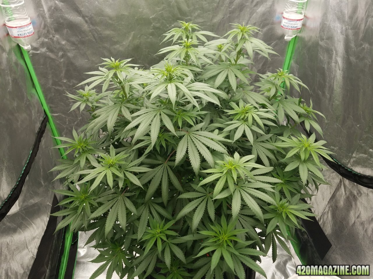 052118 Northern Lights Flip Day 3 4.jpg