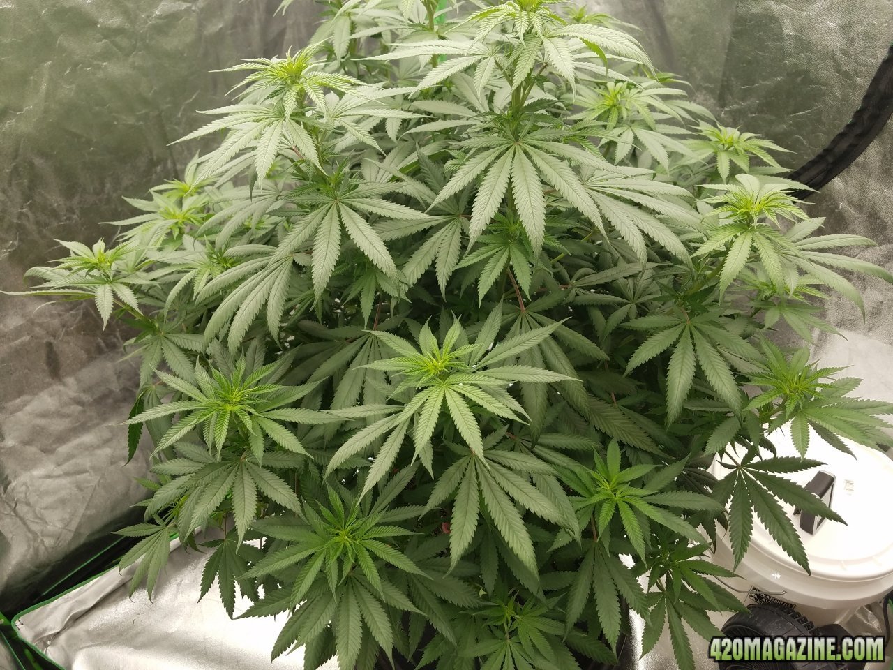 052118 Northern Lights Flip Day 3 5.jpg