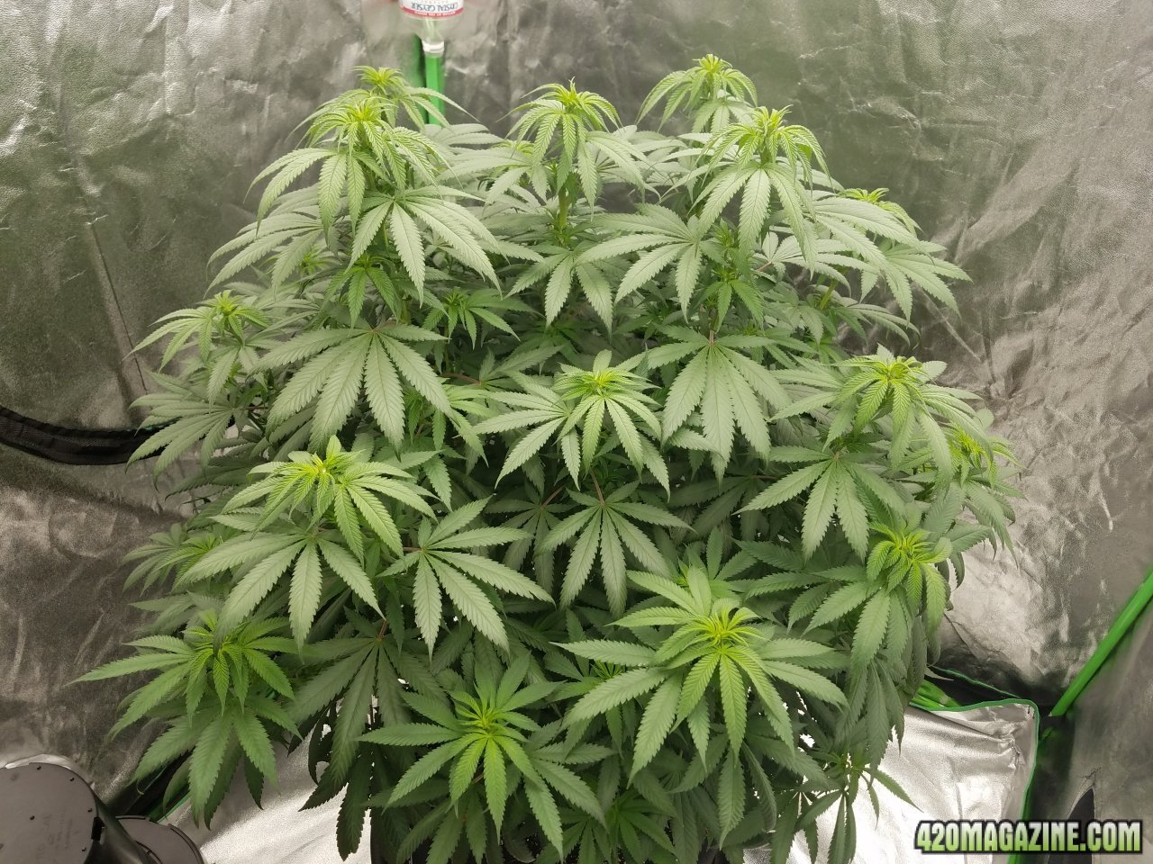 052118 Northern Lights Flip Day 3 9.jpg