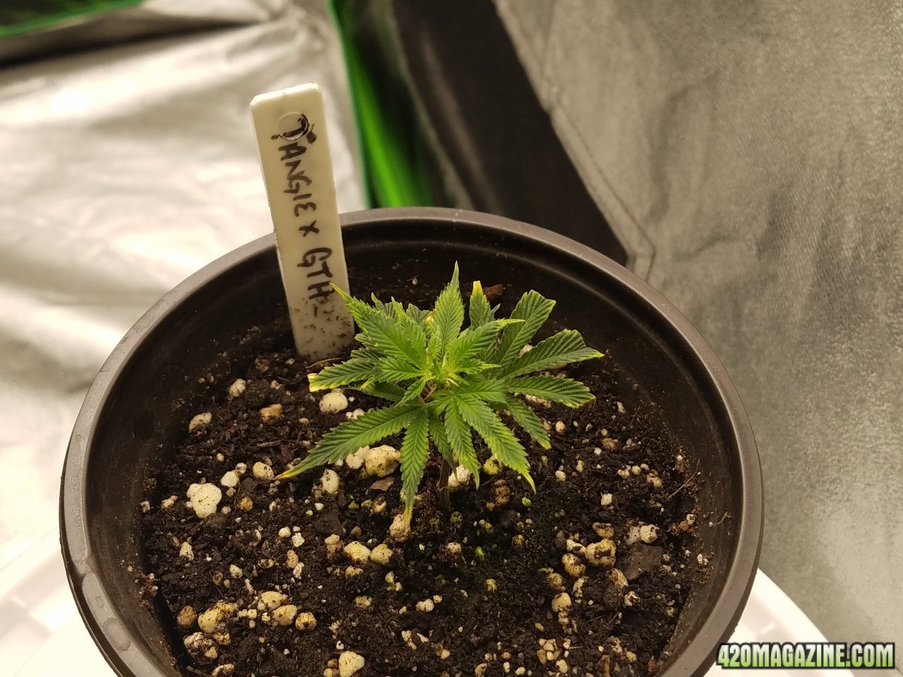 052118 Tangie x Ghost Train Haze Clone Day 11 1.jpg