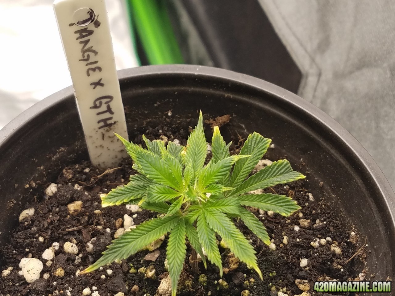 052118 Tangie x Ghost Train Haze Clone Day 11 2.jpg