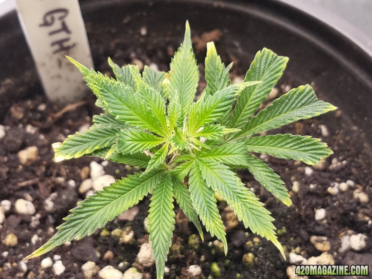 052118 Tangie x Ghost Train Haze Clone Day 11 3.jpg