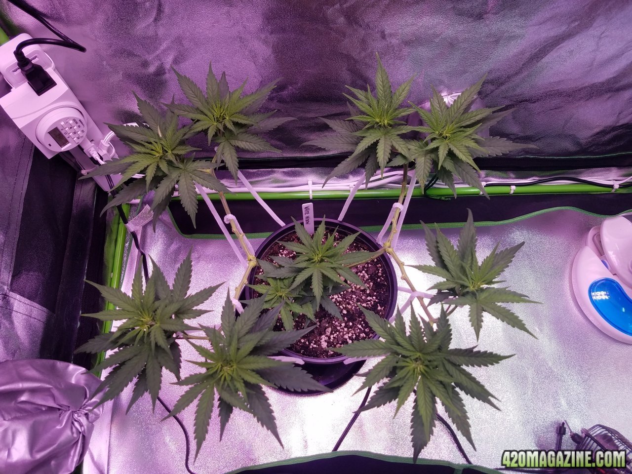 052118 White Widow Day Veg Day 51 1.jpg