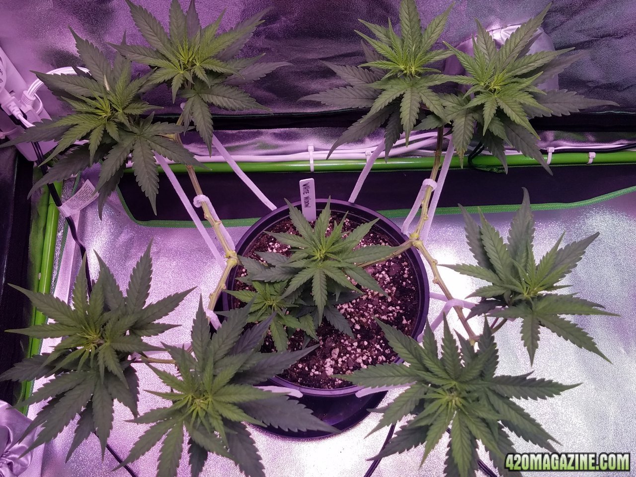 052118 White Widow Day Veg Day 51 2.jpg