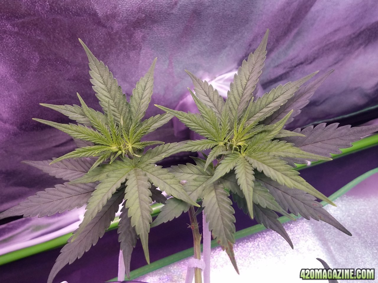 052118 White Widow Day Veg Day 51 4.jpg