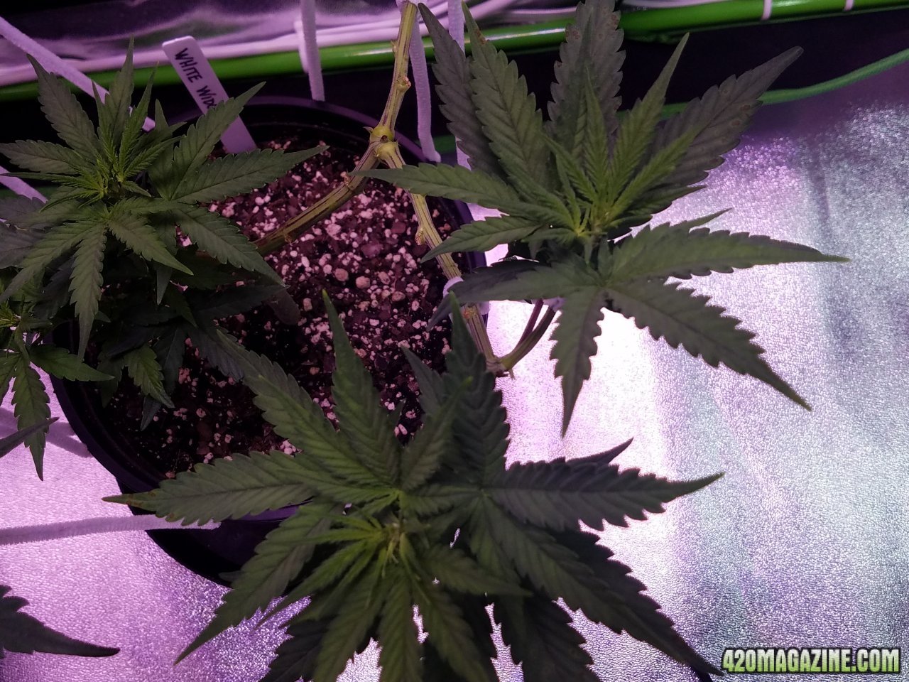 052118 White Widow Day Veg Day 51 5.jpg