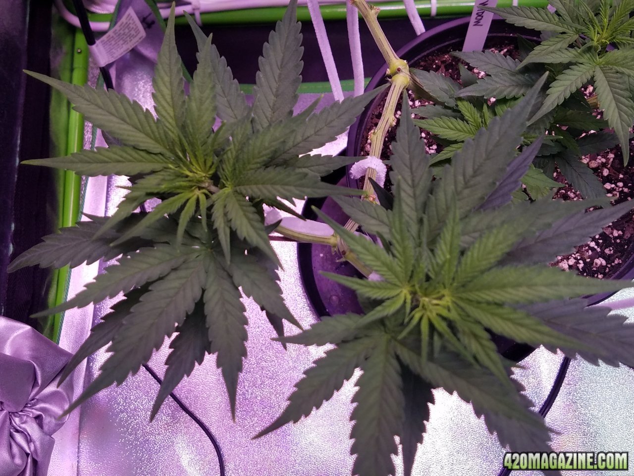 052118 White Widow Day Veg Day 51 6.jpg