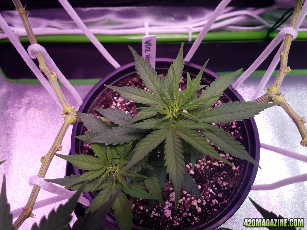 052118 White Widow Day Veg Day 51 7.jpg