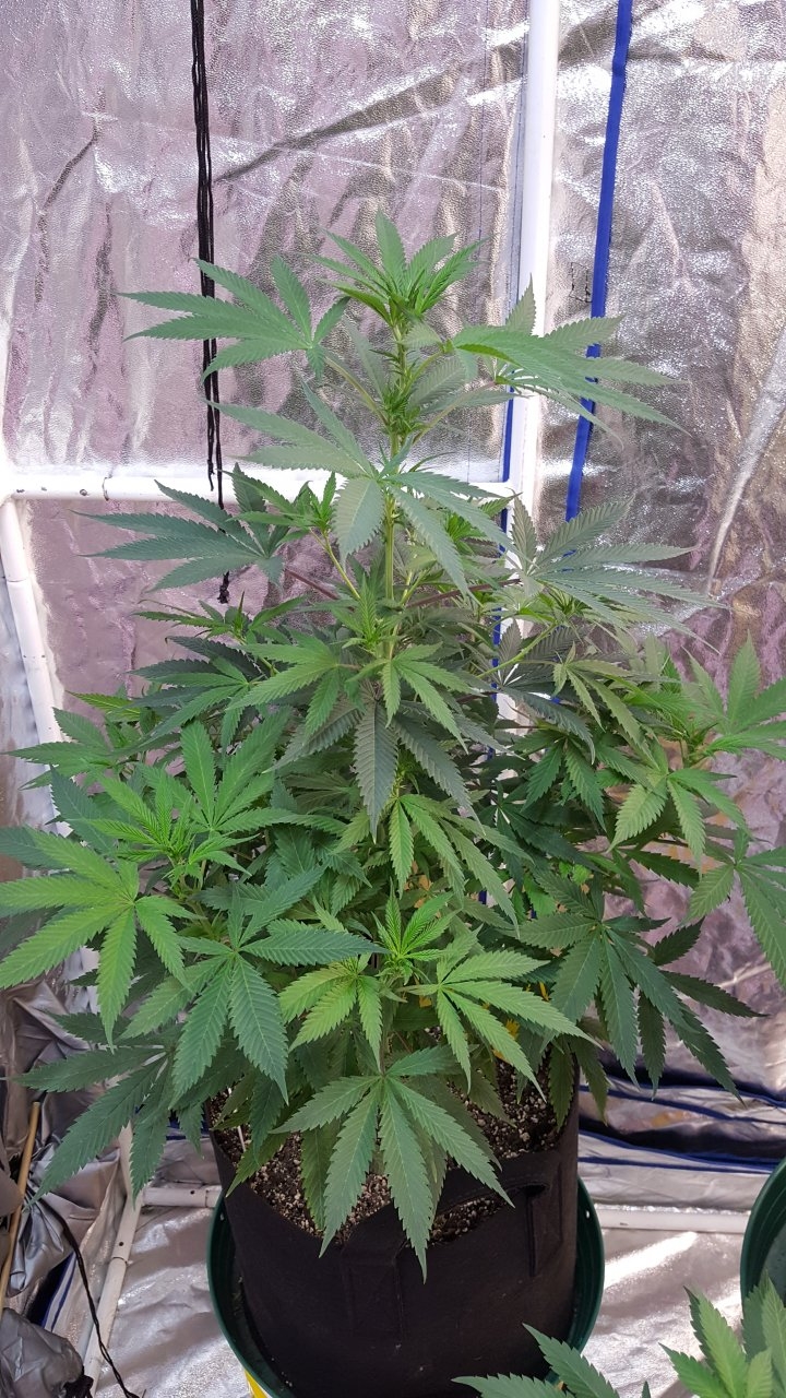 052119 GDP #3 Flip Day 11 1.jpg