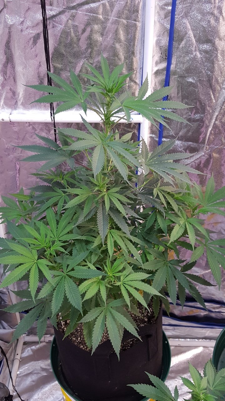 052119 GDP #3 Flip Day 11 2.jpg