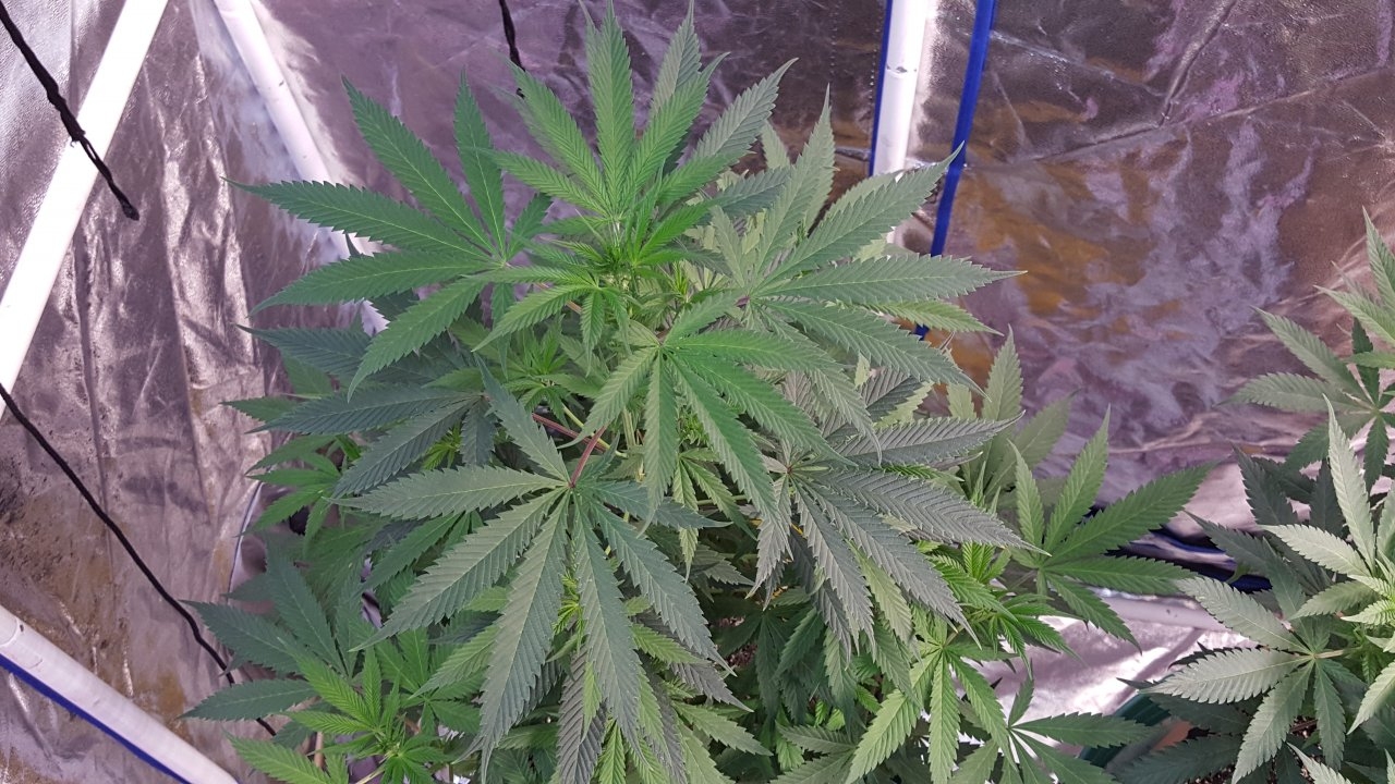 052119 GDP #3 Flip Day 11 3.jpg