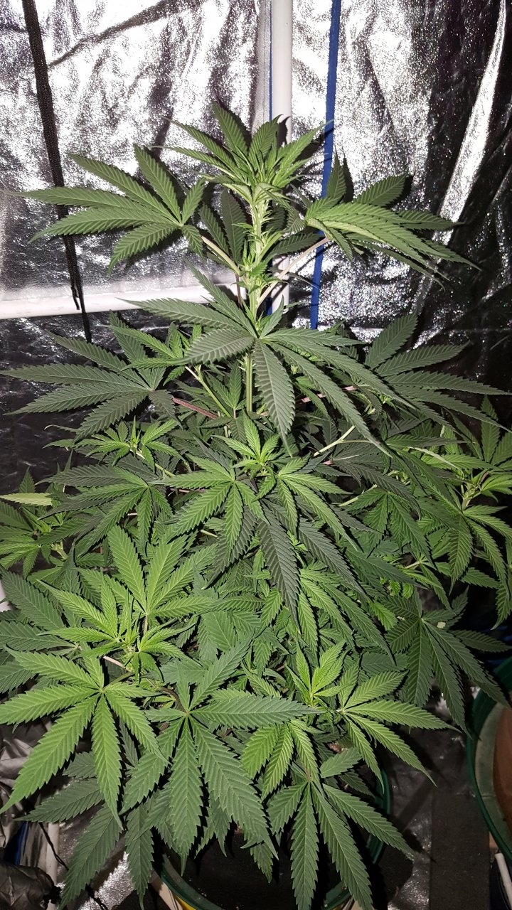 052119 GDP #3 Flip Day 11 4.jpg