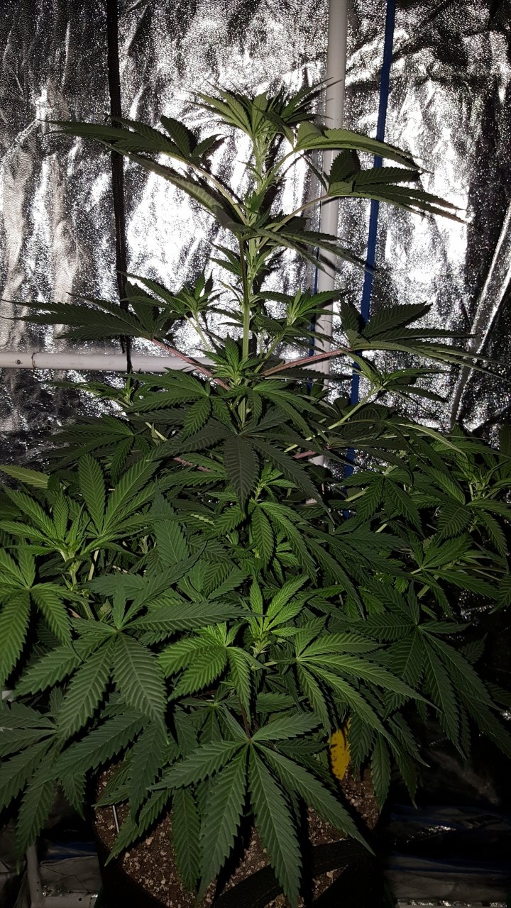 052119 GDP #3 Flip Day 11 5.jpg