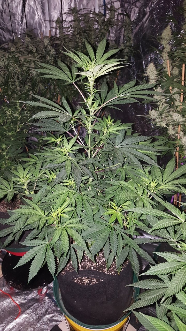 052119 GDP #3 Flip Day 11 6.jpg