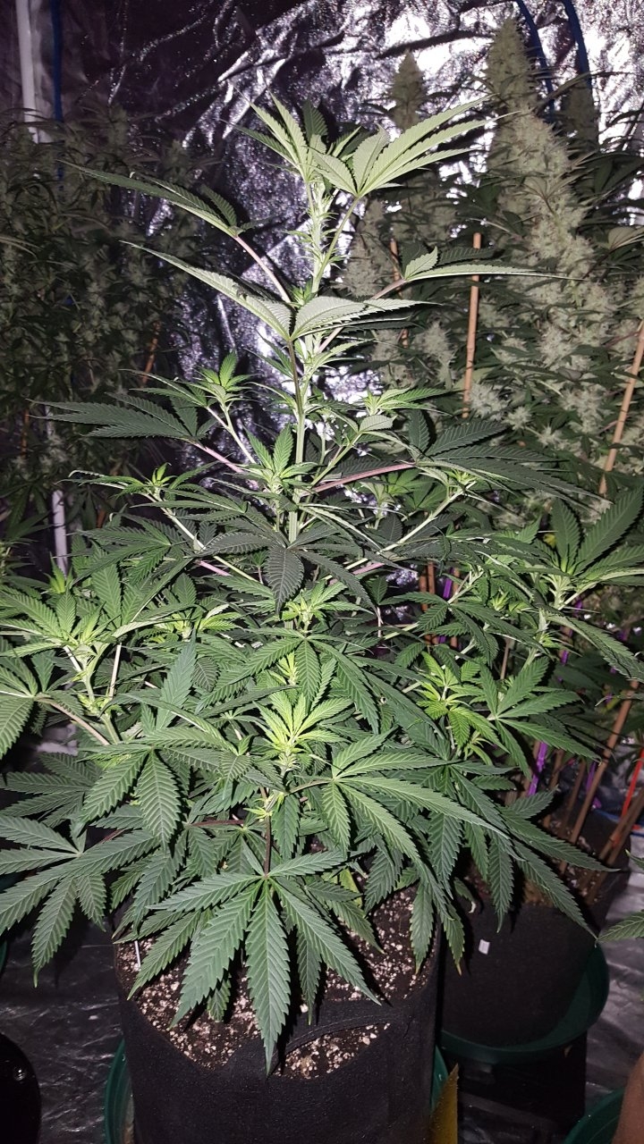 052119 GDP #3 Flip Day 11 7.jpg