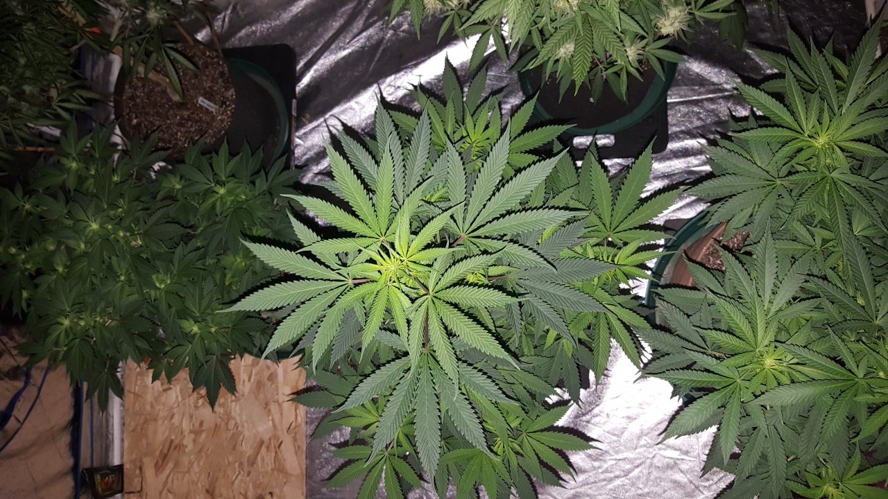 052119 GDP #3 Flip Day 11 8.jpg