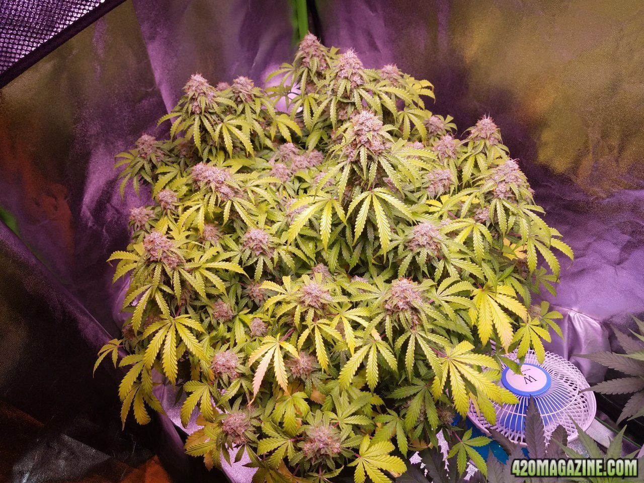 052418 Jack Herer Auto Day 98 Day 49 With Hairs 1.jpg