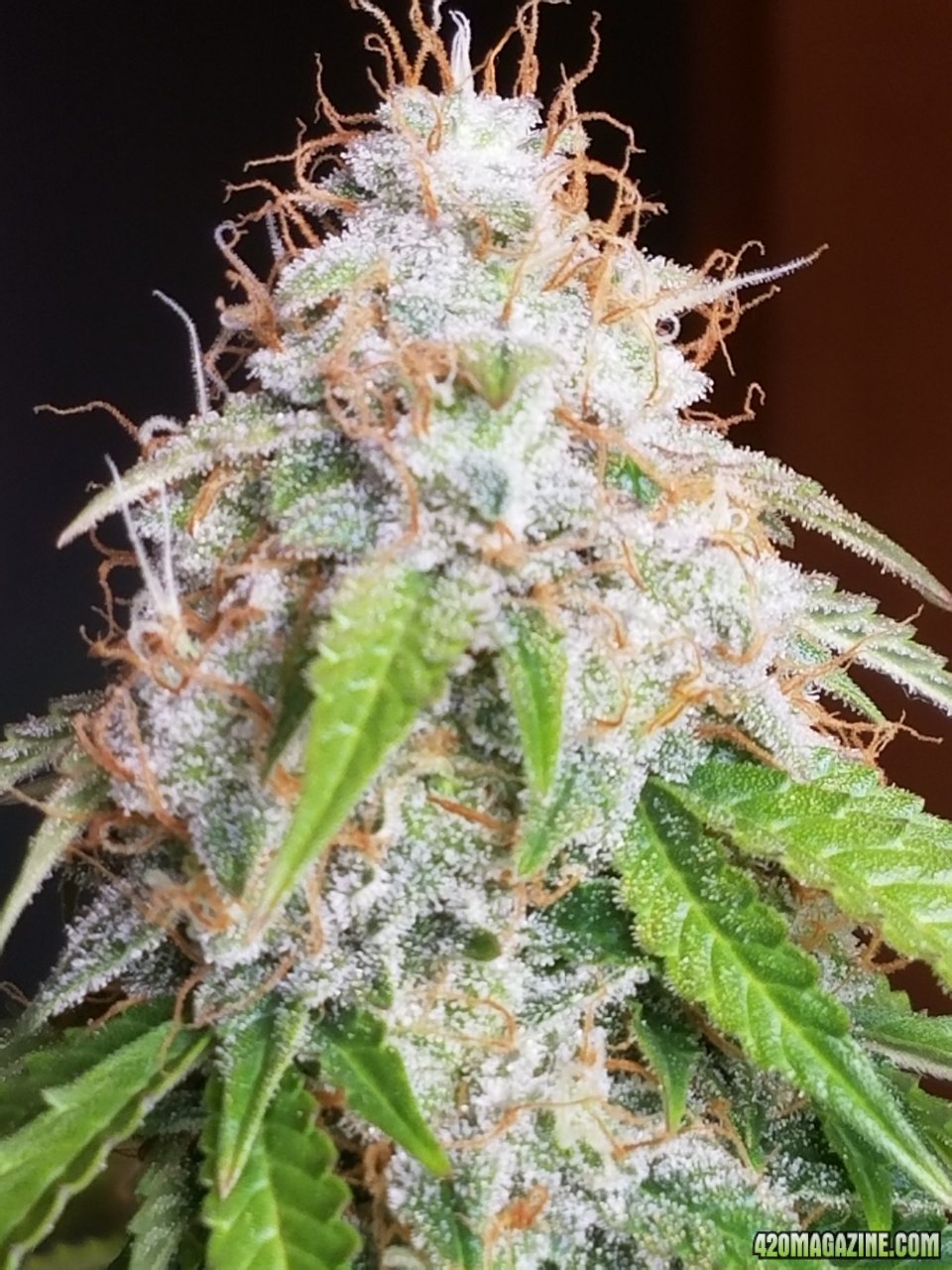 052418 Jack Herer Auto Day 98 Day 49 With Hairs 13.jpg