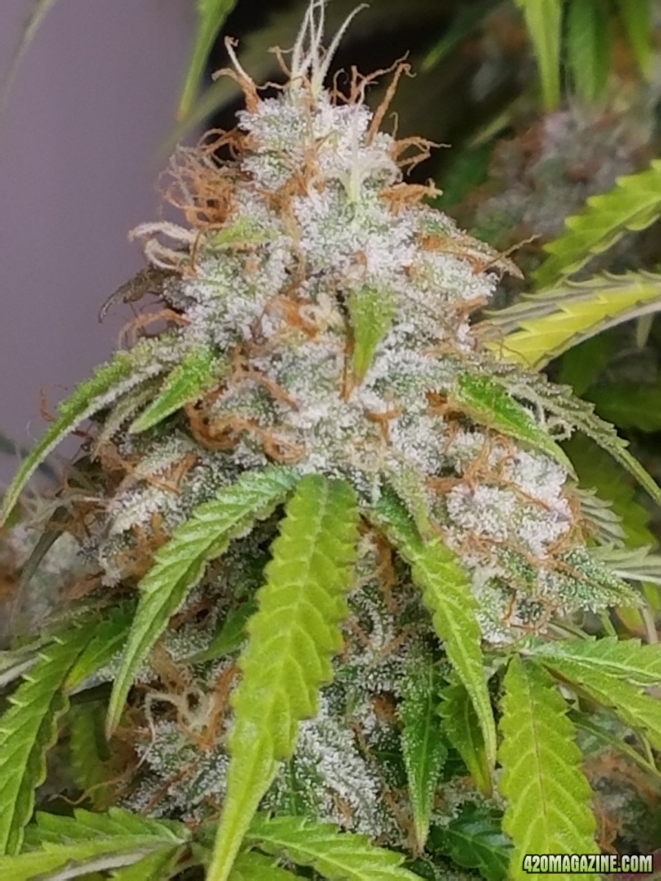 052418 Jack Herer Auto Day 98 Day 49 With Hairs 19.jpg