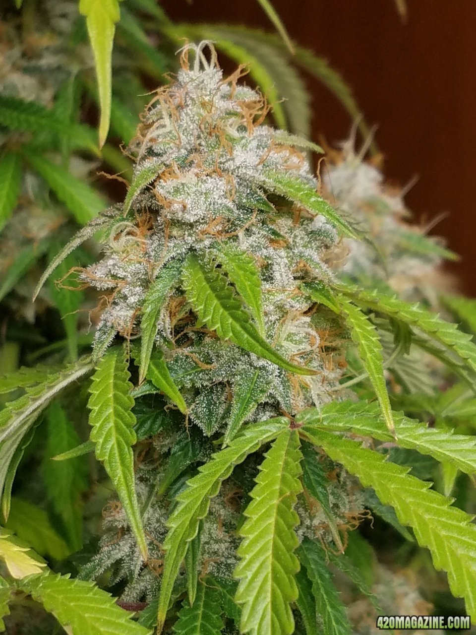 052418 Jack Herer Auto Day 98 Day 49 With Hairs 21.jpg