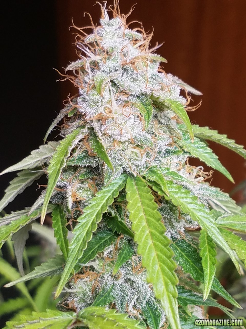 052418 Jack Herer Auto Day 98 Day 49 With Hairs 23.jpg