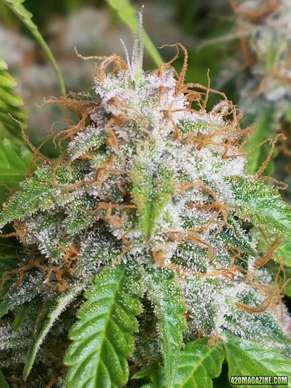 052418 Jack Herer Auto Day 98 Day 49 With Hairs 24.jpg